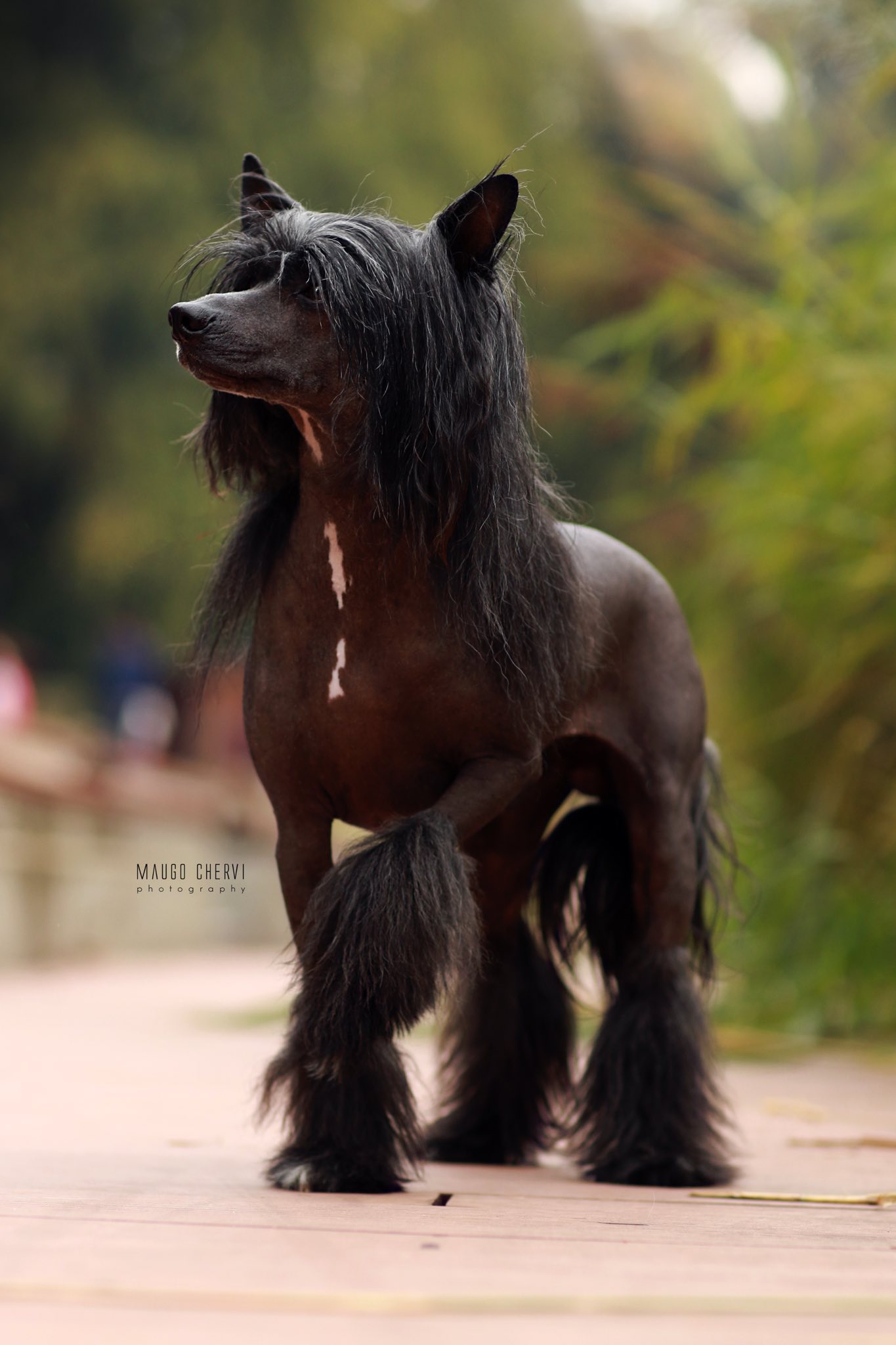 ELEGANT Super Ciapki FCI