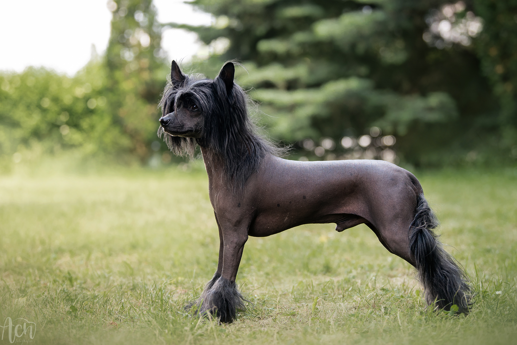 TERRA TIARA Gambitas