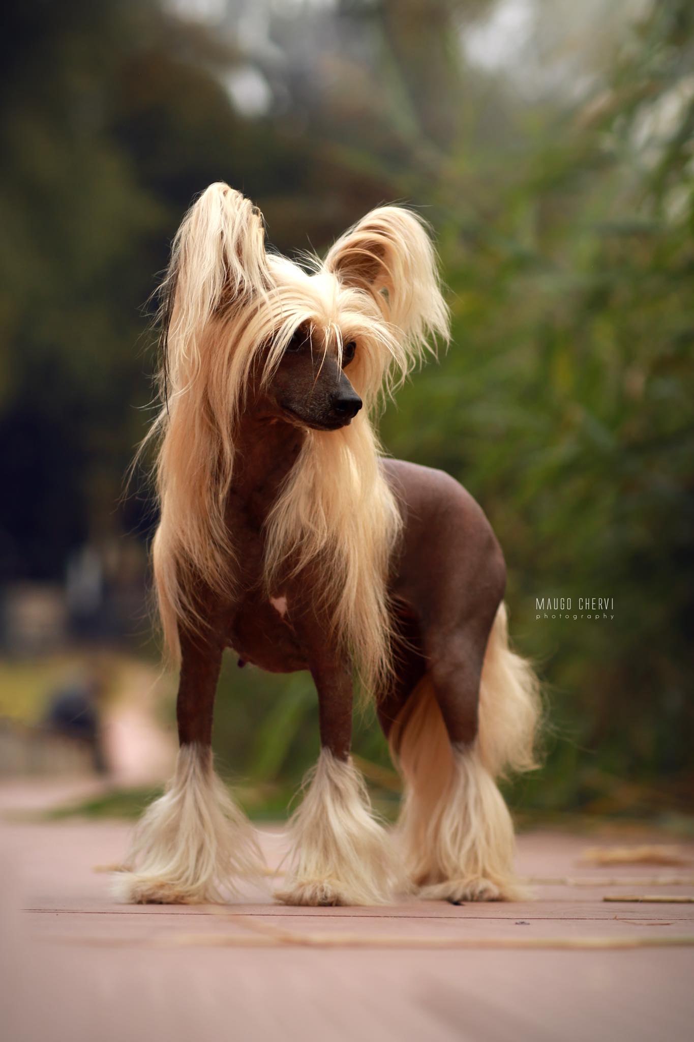 BO TO KRÓLOWA Akizabo