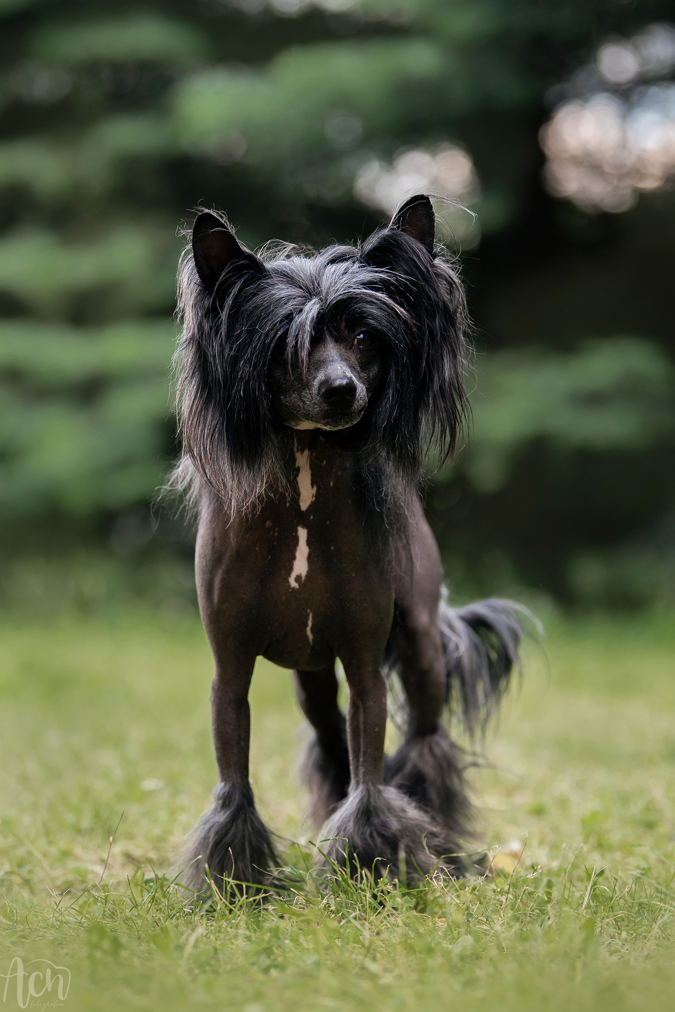 BOBBY Nagi Instynkt FCI